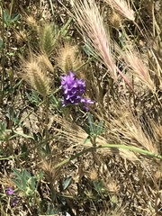 Medicago lessingii