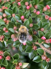 Bombus hypnorum