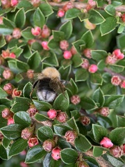 Bombus hypnorum
