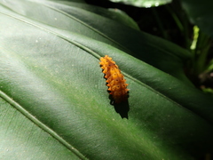 Eterusia aedea formosana