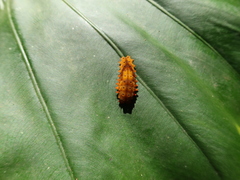 Eterusia aedea formosana