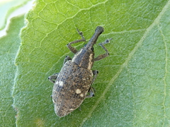 Lepyrus palustris