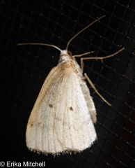 Lomographa glomeraria