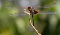 Tramea stenoloba