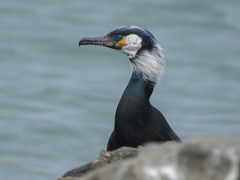 Japanese Cormorant photo 5