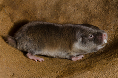 Cryptomys hottentotus