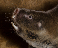 Cryptomys hottentotus