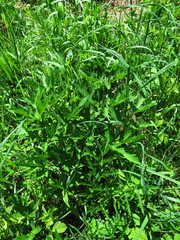 Heracleum sphondylium sibiricum