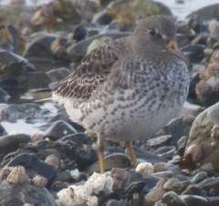 Calidris ptilocnemis