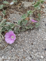 Convolvulus galaticus