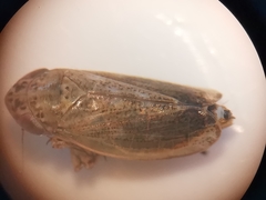 Euscelis ohausi