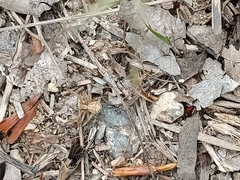 Xysticus thessalicus