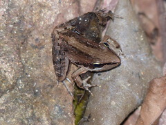 Ptychadena tournieri