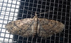 Eupithecia palpata