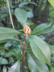 Photinia bodinieri