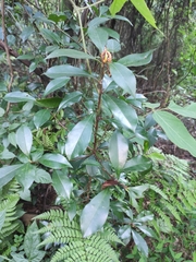 Photinia bodinieri