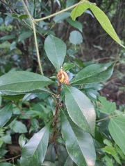 Photinia bodinieri