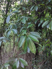 Photinia bodinieri