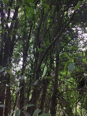 Photinia bodinieri