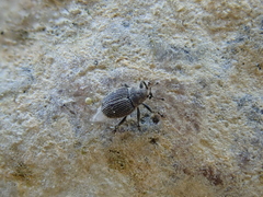 Ceutorhynchus typhae