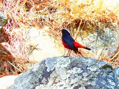 Phoenicurus leucocephalus