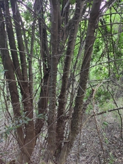 Photinia bodinieri