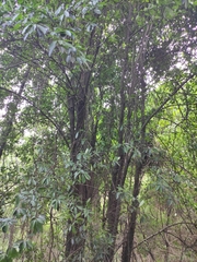 Photinia bodinieri