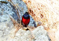 Phoenicurus leucocephalus