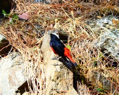 Phoenicurus leucocephalus