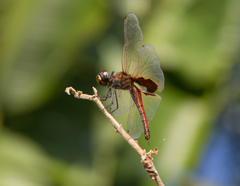 Tramea stenoloba