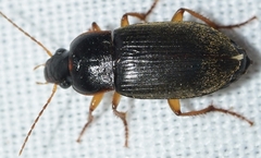 Parophonus hirsutulus