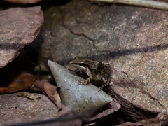 Ptychadena tournieri