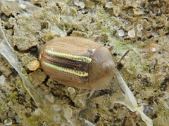 Cassida nobilis