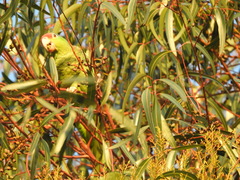 Amazona viridigenalis