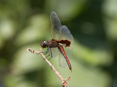 Tramea stenoloba