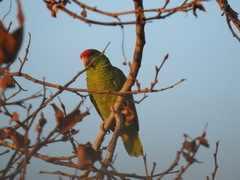 Amazona viridigenalis