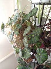 Begonia bowerae