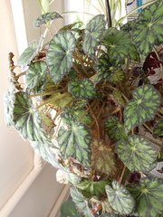 Begonia bowerae