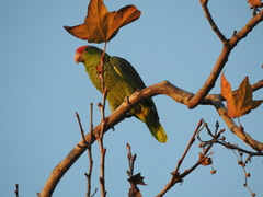 Amazona viridigenalis