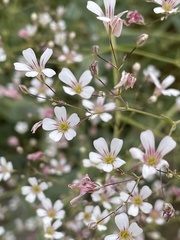 Gypsophila venusta