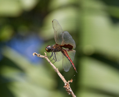 Tramea stenoloba