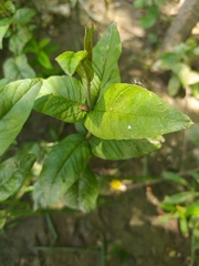 Lysimachia vulgaris