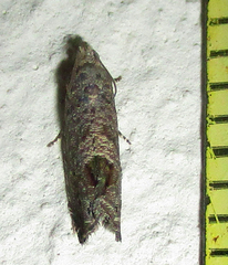 Cryptophlebia peltastica