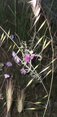 Vicia benghalensis