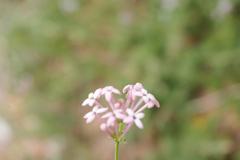 Asperula hirsuta