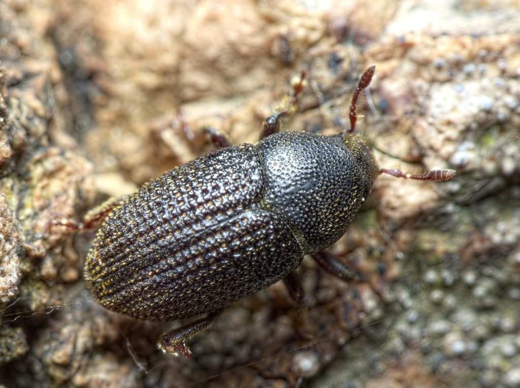 Hylesinus crenatus