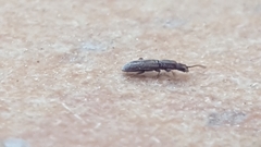 Oryzaephilus