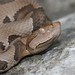 Osage Copperhead - Photo (c) PsychoticNature, some rights reserved (CC BY-NC-ND)