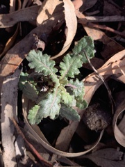 Senecio picridioides