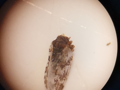 Euphyllura straminea